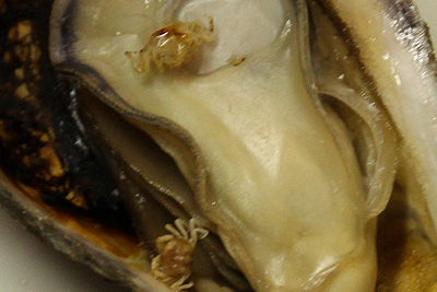 fi02592.jpg